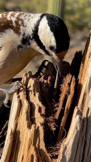 Woodpecker Finch Uses Cactus Spine as a Tool to Catch Insects #4k #birds #wildlife #nature #animals