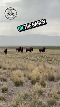 Tractor Life: Moving BisonAcross the High Desert #ranching #farming