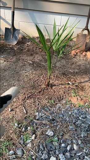 Step By Step: How to plant a Palm Tree