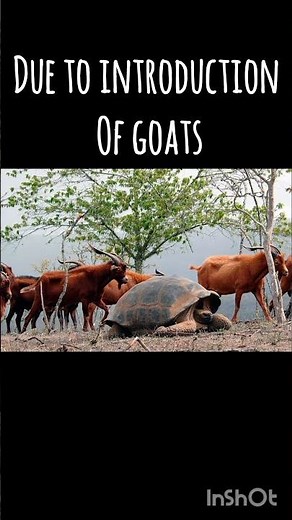 Galapagos tortoise Abingdon population interaction competition #galapagos #species #biodiversity