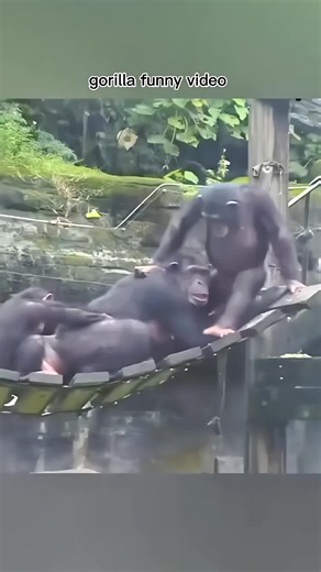 gorilla funny video #gorilla #monkey #viral #fyp #growmyaccount | Funny Gorilla Videos