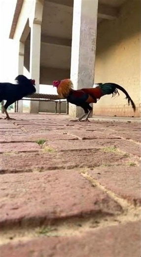 Fascinating Rooster Agility & Reflexes! 🐓#Shorts#FarmAnimals#rooster #animalbehavior#viral#video