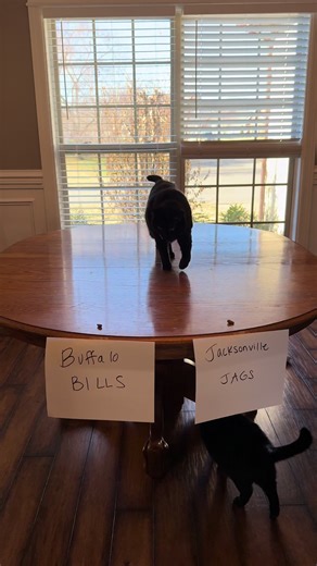 #wildcardweekend continues with the #bills vs #jags Thena has seen the script! You’re welcome!