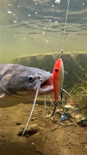 😱 CRAZY Fish BITE! 🎣 You WON'T Believe This BAIT! 🤯