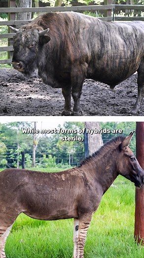 The problem with breeding ligers and tigons. | IFLScience