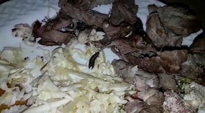 51K views · 371 reactions | Jaru: Buffet serve comida estragada, com larva, em festa de 15 anos e vira caso de polícia Saiba + https://jaruonline.com.br/jaru-buffet-serve-comida-estragada-com-larva-em-festa-de-15-anos-e-vira-caso-de-policia/ | Jaru Online | Facebook