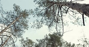 Rotate and Looking up shot on Devil Tree, Alstonia scholaris tree, POV view. Beautiful Sun's rays through tops of trees, sun shines through foliage.