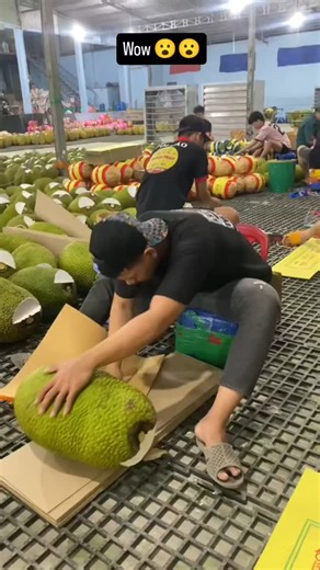 Technology / Tools / Gadgets | Fruit packing in modern factories is a highly organized and efficient process designed to keep produce fresh, clean, and ready for... | Instagram