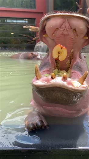 Omo showing off his three-year-old moves at the Knife Edge Pool! #KeeperCam | Cheyenne Mountain Zoo