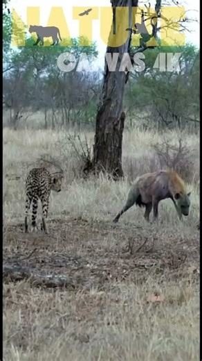 Cheetah's Fierce Stand: Repels Pesky Hyena in Epic Territory Clash!