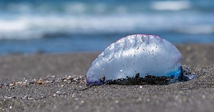 7 of Greece's Deadliest Animals: Insects, Snakes, and More