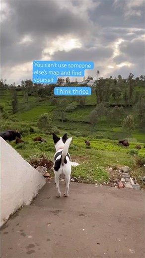 Cannot find yourself with someone else’s map. 🗺️ #music #song #video #nature #cutedog