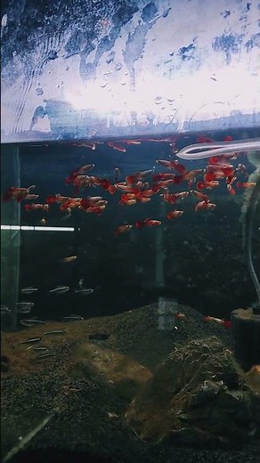 How I Keep Guppy Fish Healthy: A Complete Guide #guppy #guppyfish #guppyfishgrooming #fishkeeping