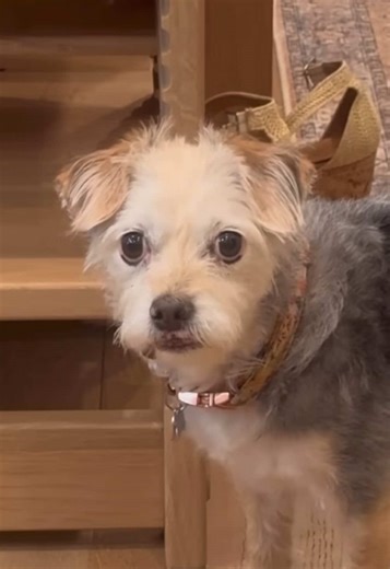 Puppy tail on TikTok
