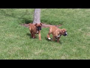Boxer Puppies For Sale