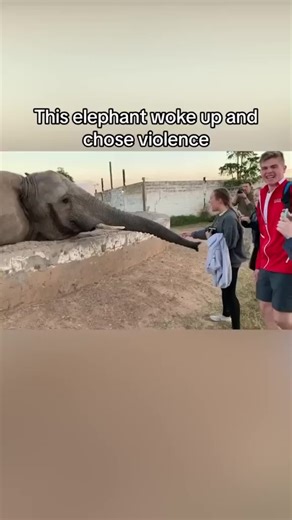 Elephant's Hilarious Wake-Up Call
