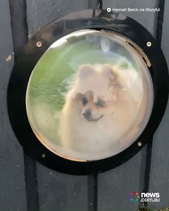 81K views · 869 reactions | She can officially begin her guard dog duties now!  | News.com.au | Facebook