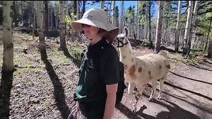 Trekking with Llamas in Colorado