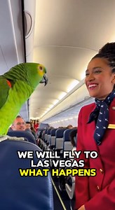 Parrot Asks Flight Attendant: "Are You Miss America?" #funnyanimals #parrot #usa #reels #animalreels | Global Weird News