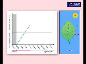 Animation 9.2 Gas exchange in the daytime and in the dark