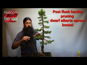 How to refine a dwarf alberta spruce bonsai.