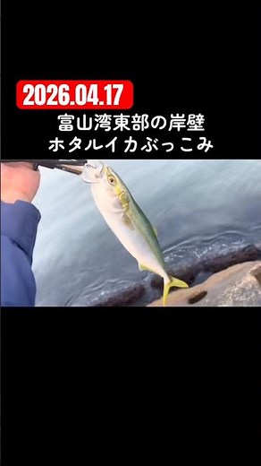 富山湾東部の岸壁 ホタルイカぶっこみ釣り #shorts #釣り #fishing #ホタルイカ #ぶっこみ釣り #青物 #フクラギ