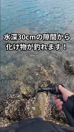 【穴釣り】水深30センチの隙間から怪物が釣れました！ #shorts