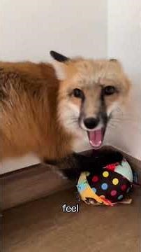 Why a redfox reacts like this #redfox #animalfacts #wildlife #fox