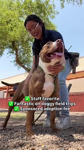 Longtimer Ryder could really use a forever home! He's been on Tails Around Town field trips and has been a gem - well-behaved, sociable, and full of love. He even knows sit and shake. All he needs now is a home that can accept all the love he has to offer! Ryder's adoption fee is waived, and all other dogs 6 months and older have Name Your Price adoption fees through July 19. Find this sweet boy at 2500 S 27th Ave, Phoenix. Adoption info: https://apps.pets.maricopa.gov/adoptPets/Home/Details/A51