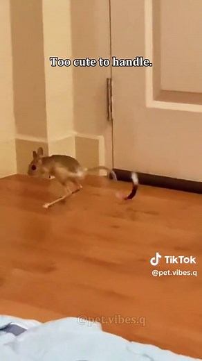 Fluffy and Cute Jerboa: A Must-See