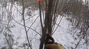 Un petit loup avec collet de 10 pieds. J'aime bien les collets long, ca préserve au maximum le sentier pour des captures future et c'est vite installer! | Mactrap