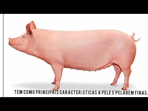 porco da raça Landrace e suas características.