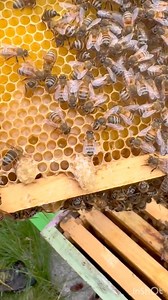 I have created two questions about this video? 1) Where does the queen place drone brood? The queen lays drone (male) eggs in larger, rounded cells that are typically found on the outer edges or lower parts of the brood comb. These drone cells are noticeably bigger than worker cells because drones are larger than worker bees. Since drone eggs are unfertilized (haploid), the queen lays them without using sperm from her spermatheca. If a colony is experiencing a lack of drones, the queen may incre