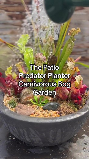 Here’s how to create your very own Patio Predator Planter — a carnivorous bog garden that not only adds unique beauty to your patio but also keeps those summer pests under control! With a selection of butterworts, Venus flytraps, honeydews, and jack-in-the-pulpits, you'll have a natural insect trap that's as functional as it is fascinating. Be sure to keep your soil consistently moist with chlorine-free water, give your plants full sun, and mix some charcoal into the soil to keep it fresh. Featu