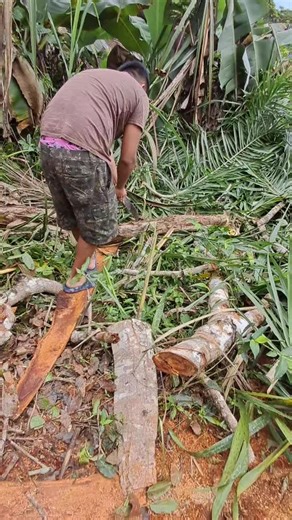 Delicious Palmito Recipes for Every Occasion