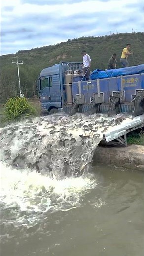 Pond Stocking – Thousands of Fish Released into the Water