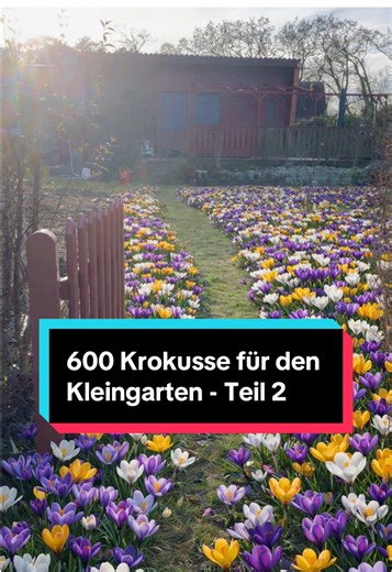 Krokusse im Kleingarten: Kreative Ideen und Tipps