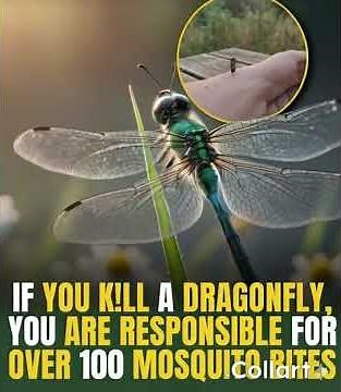killing a single dragonfly could lead to over 100 more mosquito bites.