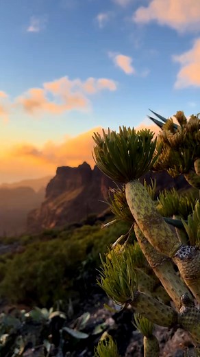 Masca on Fire 🔥 Golden hour here hits different — pure magic in real time. 🔥🌄 🎥 olgagr5 🎵 DJ Skade - Unreleased (Repeat Ibiza Records) | Repeat Tenerife