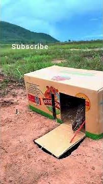 Best Bird Trap Ever! Simple DIY Bird Trap Tutorial