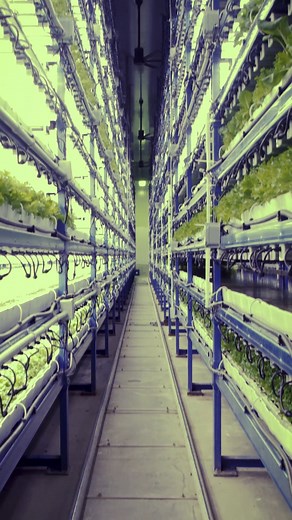 🌱🌱🌱From seed to store, UP Vertical Farms takes us through the process of seeding to getting their locally grown lettuce to our stores. Their full-automated, high-density vertical growing system uses a touchless technology from seeding to harvest in a controlled vertical-farm environment, located right here in B.C. #EatLocal | Thrifty Foods