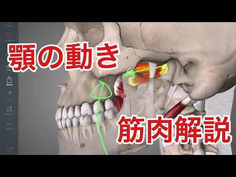 顎関節の筋肉:顎を閉じる動きをする筋肉を解説してみた