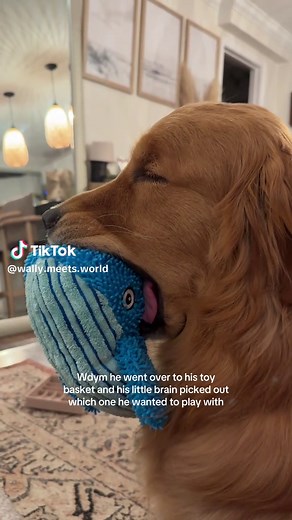 Cute Golden Retriever Picks His Own Toy