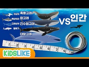상어와 고래들중 누가 더 클까요? 상어종류 고래종류 | kidslike