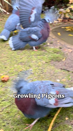 A behaviour that I have not seen before. I assume it is a defensive behaviour in this group of Victoria Crowned Pigeons. Any thoughts and or opinions greatly appreciated. #aviculture #birdsofinstagram #pigeonsofinstagram @victoria_crowned_pigeon #victoriacrownedpigeon #goura #gouravictoria #birdbehaviours #birdbehaviour | Roger Cattermole