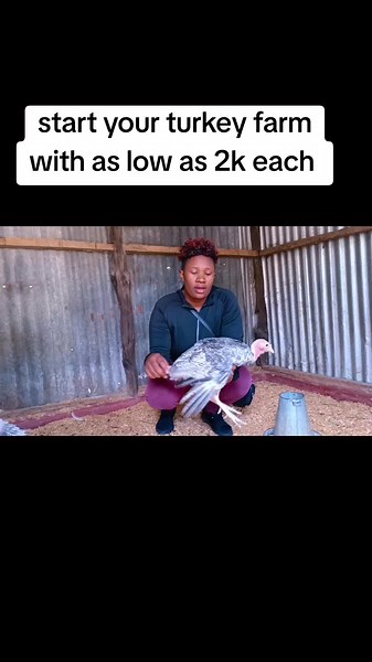Starting a Turkey Farm for Beginners in Kenya