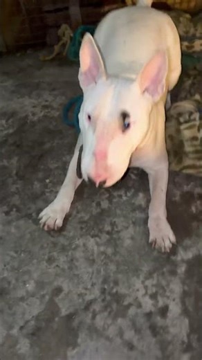 #pitbull English bull terrier #bullterrier