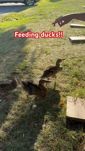 Feeding ducks!!#shorts #duckfeeding #ducks