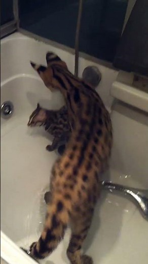 Сервал & АЛК