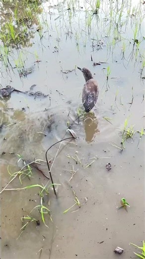 Releasing birds caught in snare traps in the basil garden.